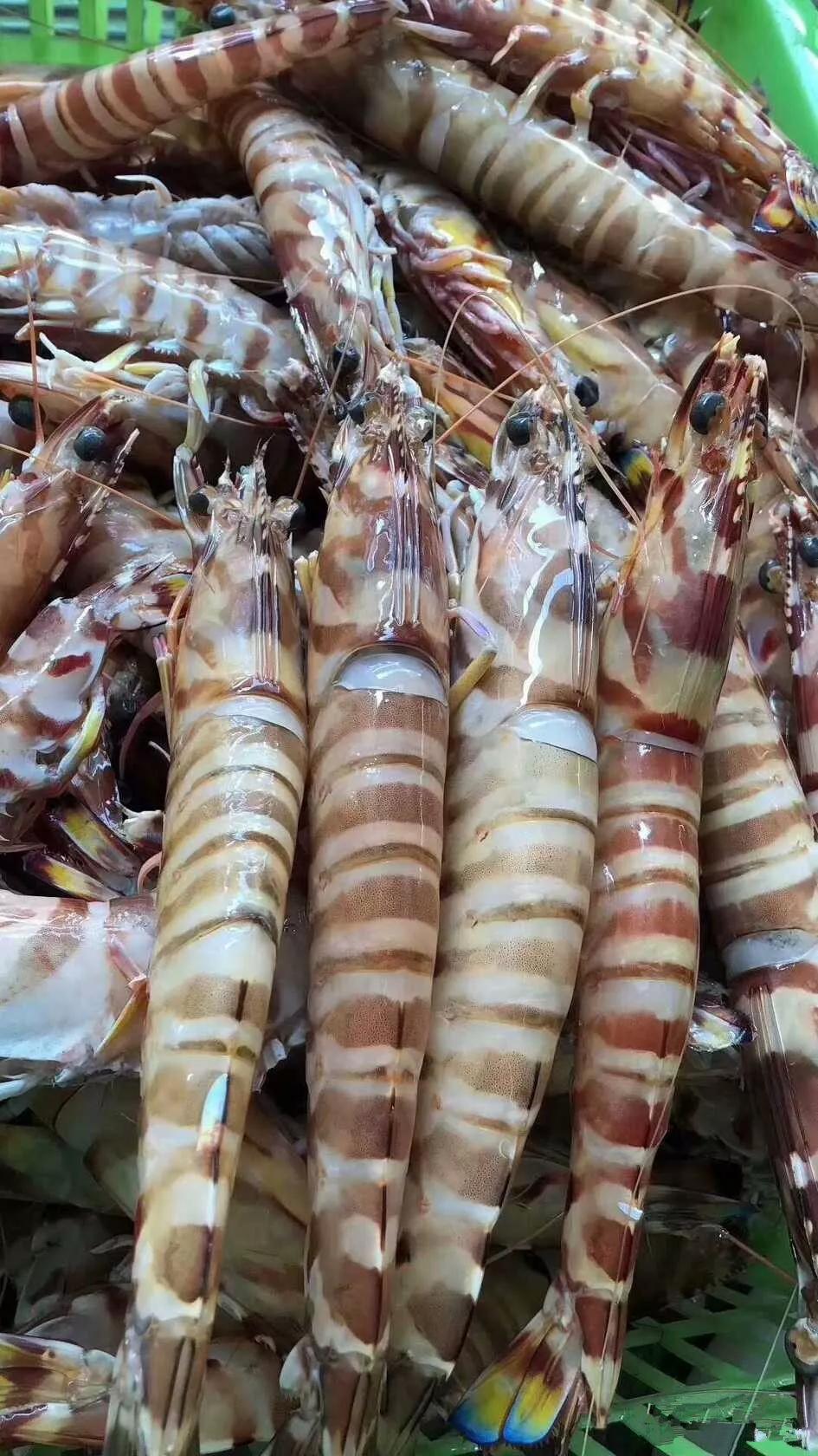 斑节虾海虾界的颜值担当,斑节虾海虾哪家好