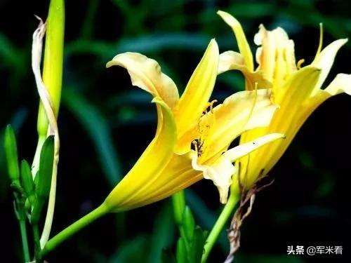 野外生存取饮用水方法,野外生存技巧之野外如何获得水