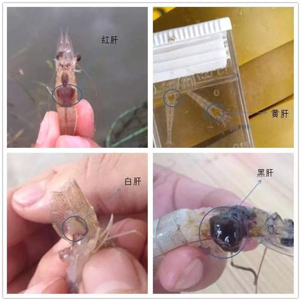 对虾吃不上料怎么处理,对虾摄食不好怎么回事