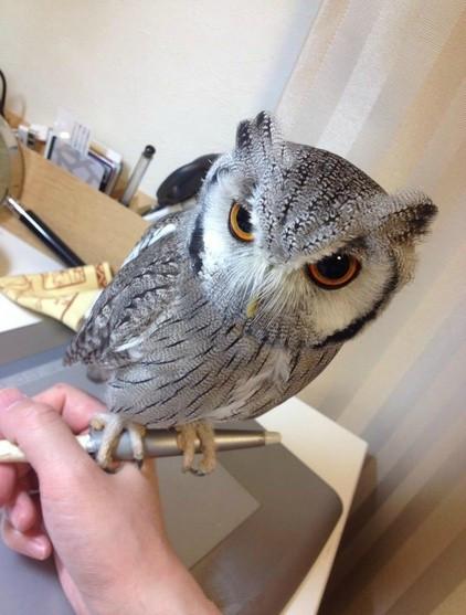 猫头鹰｜散发神秘与诡异，伟大的猎手，结果因为太萌了成了宠物