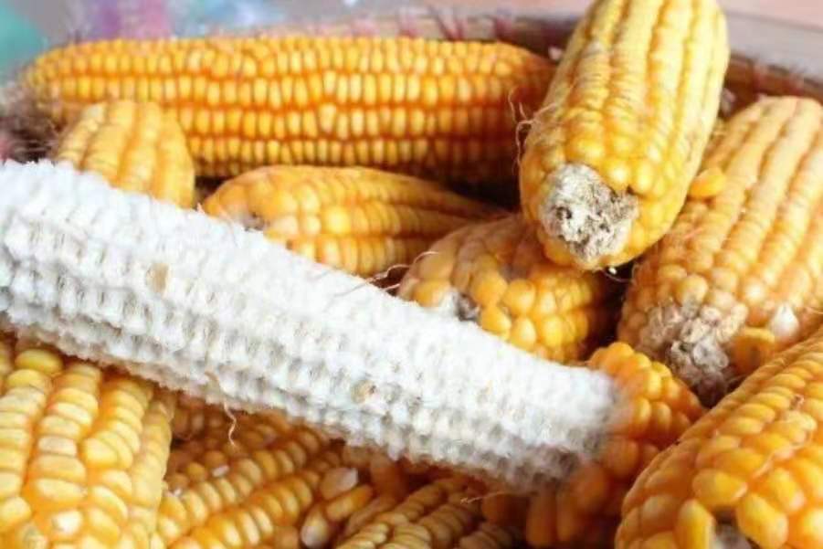 20年钓鱼技巧,夏钓草鱼最佳打窝方法