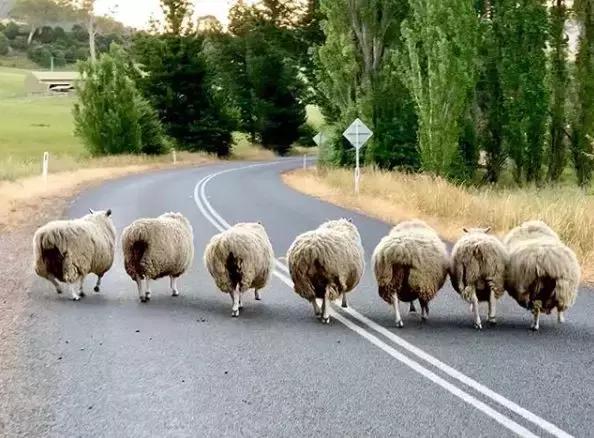 “网红鞋”众筹起家，2年估值14亿美元，耐克、阿迪都坐不住了