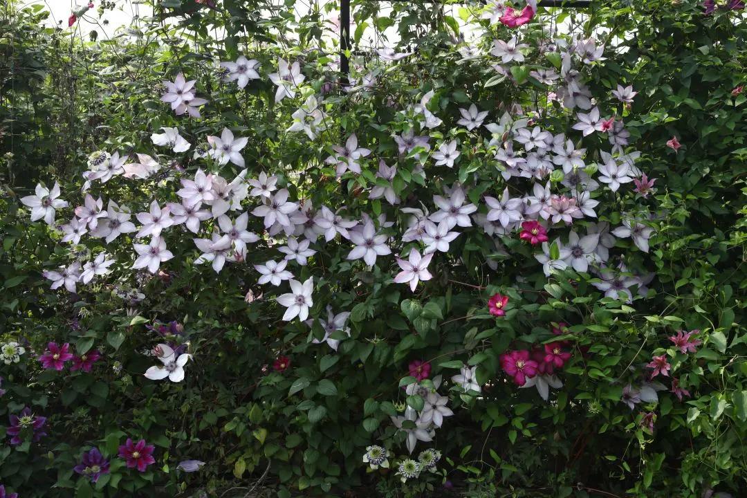 梦幻花园开园了！就在双流彭镇！免费的那种