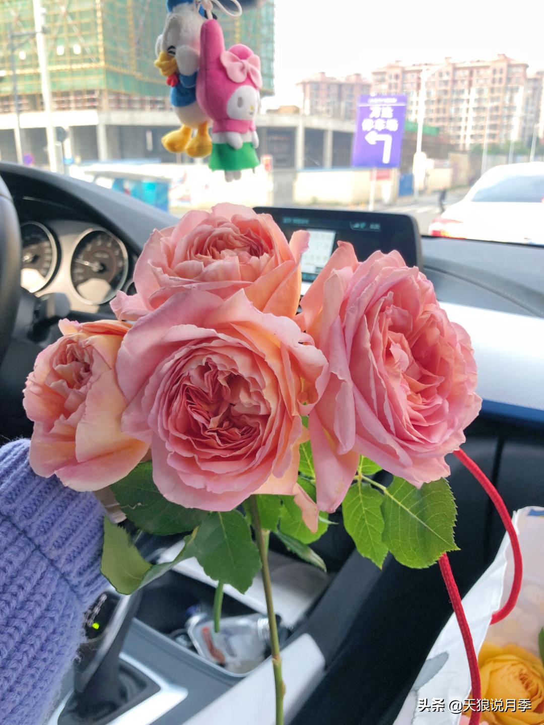 如何打造四季开花的花园,如何打造四季都有花的花园