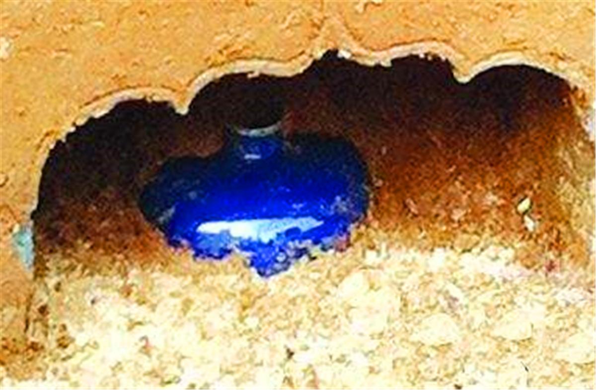 2011年南京修建学校，发现一件国宝级梅瓶，盗墓贼与40亿失之交臂