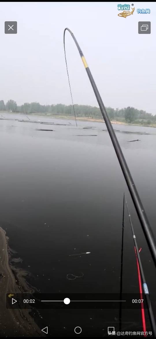 用玉米钓野生鲤鱼,手竿钓鲢鱼没有口