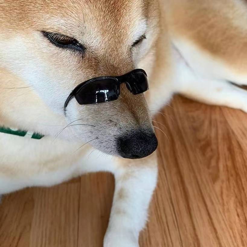 柴犬价格会因为季节变化而变化吗?