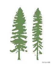 加拿大盛产哪些木材,加拿大bc省真实图片