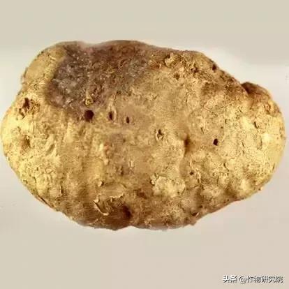 马铃薯病害知识与防治书籍,马铃薯黑胫病病害及防治方法