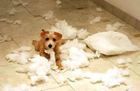 狗狗做错事把心虚表现得淋漓尽致,狗狗犯错了怎么正确的教训