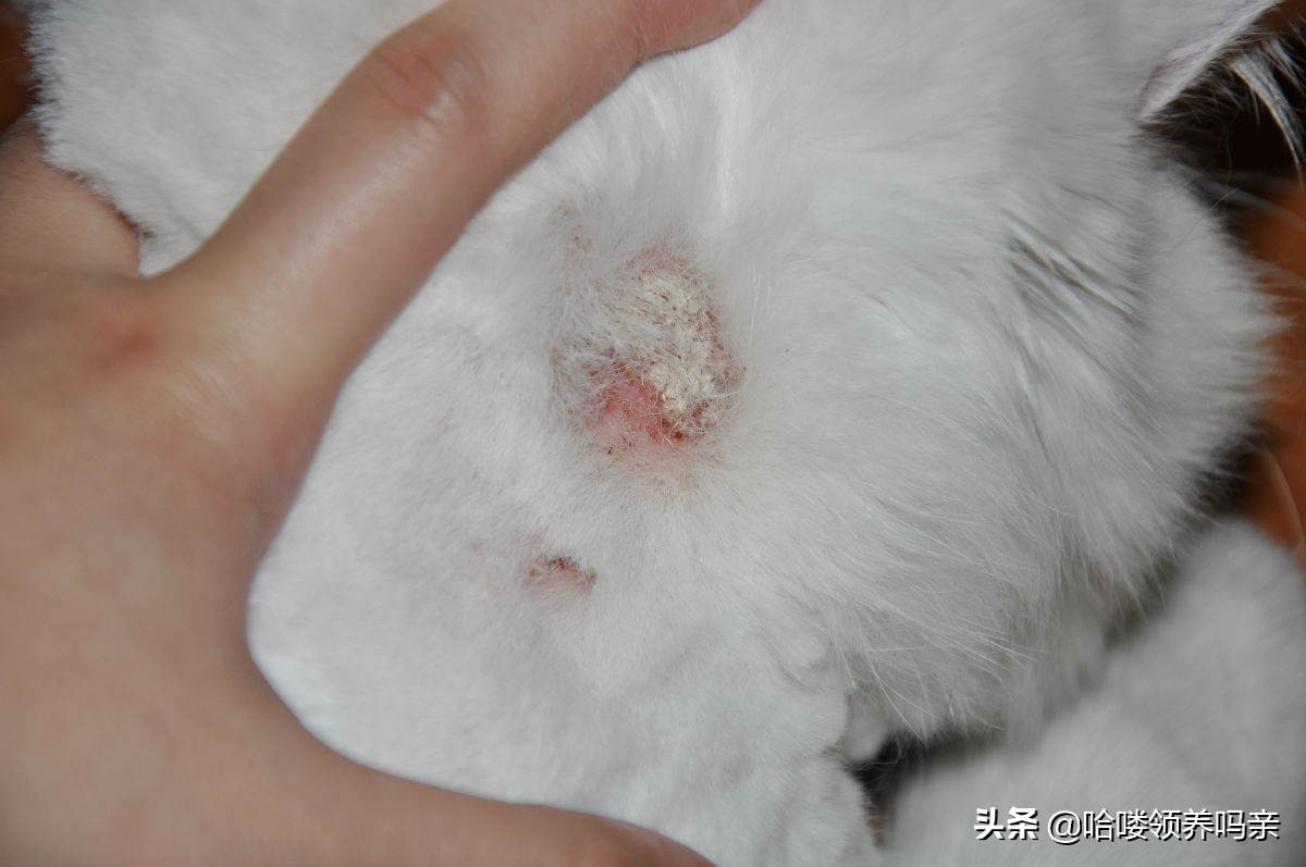 猫咪如果得了猫癣该怎么治,猫咪如果得了猫癣该怎么办
