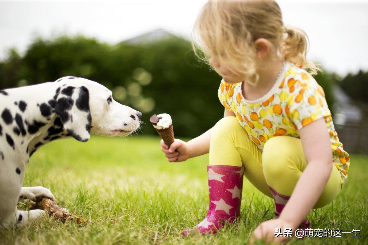 狗狗不可以吃的水果有哪些,什么水果不可以给狗狗吃