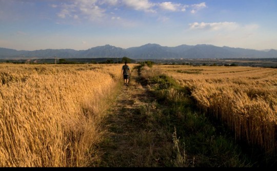 田小娥最后的一声“大啊”，道尽了她一生的辛酸，四个男人无人怜