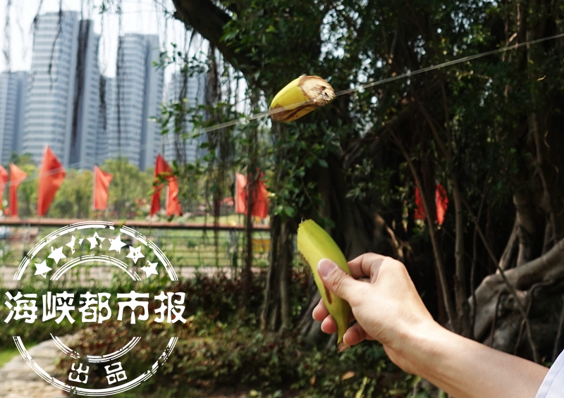 4岁女孩被它割颈！这个季节福州很常见，出门要当心！