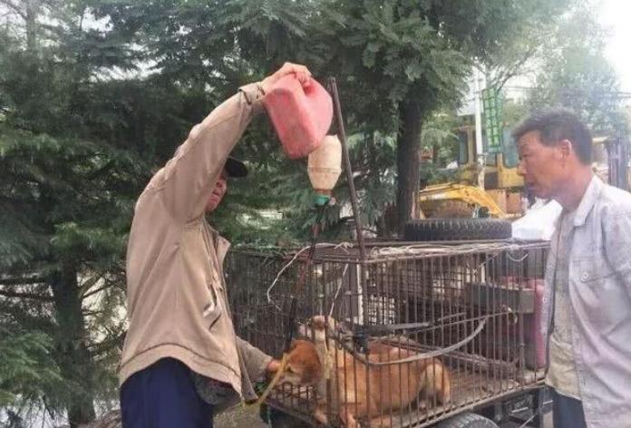 狗贩子给狗灌水,狗狗气管插管全过程