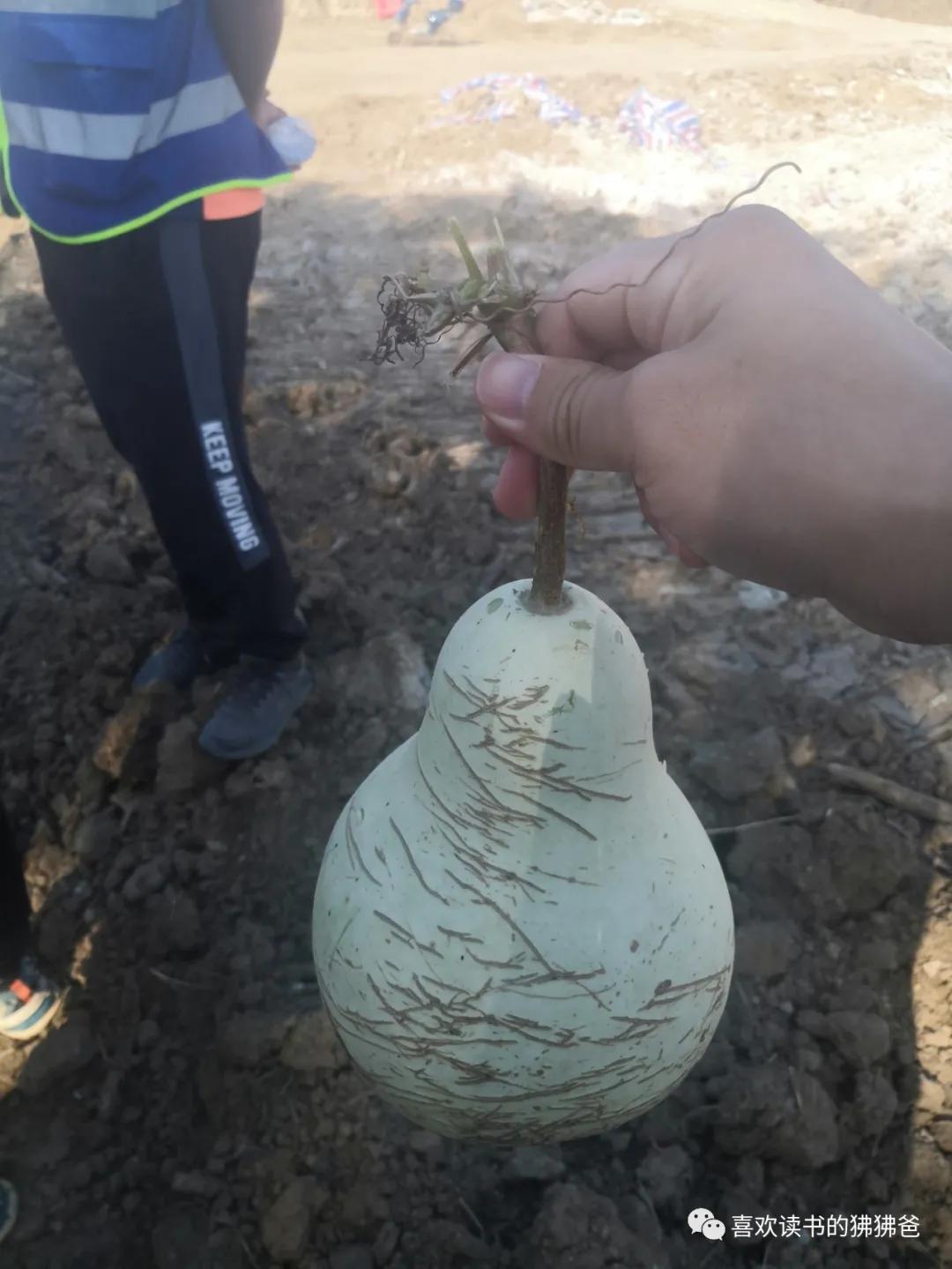 葫芦娃版养儿不易,葫芦娃成长攻略