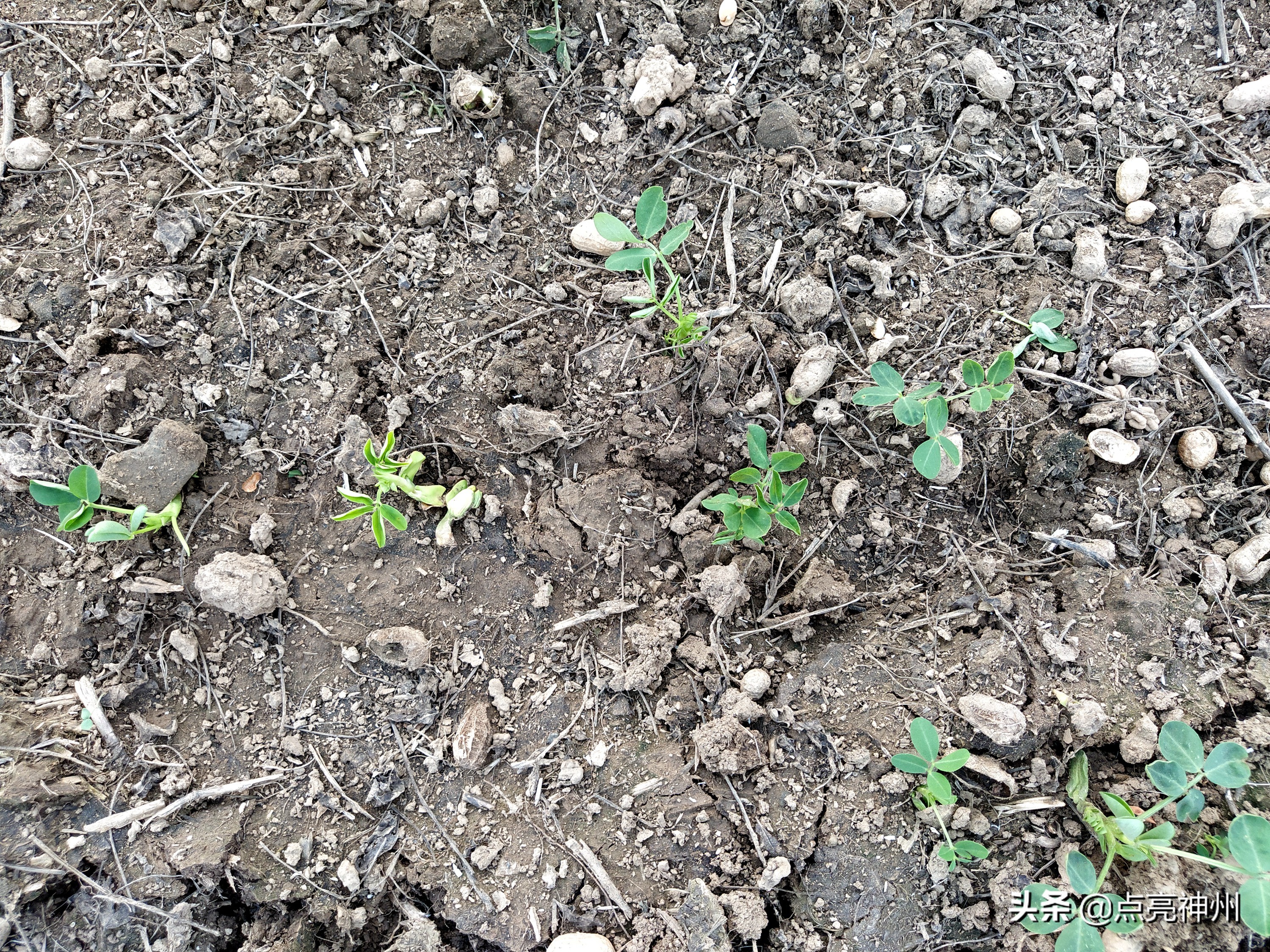 农村收花生的辛苦,下乡收花生挣钱吗