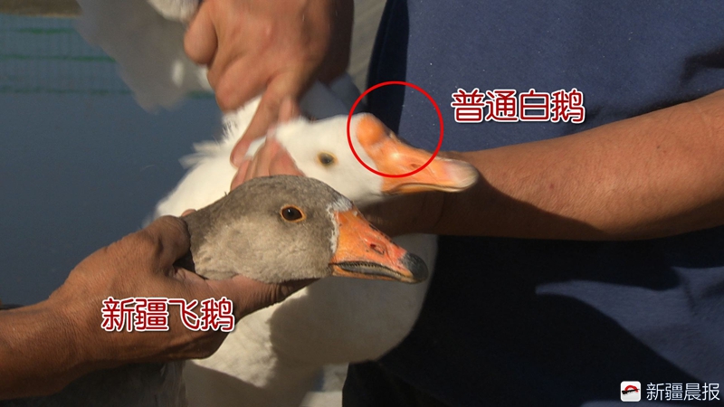 养鹅发家致富的经历,养鹅致富的大叔