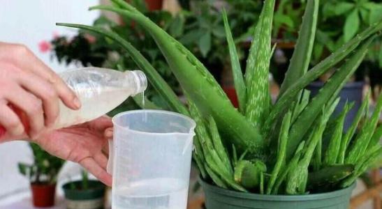 盆栽土太湿总是不干怎么办,盆栽土很硬结块怎么回事