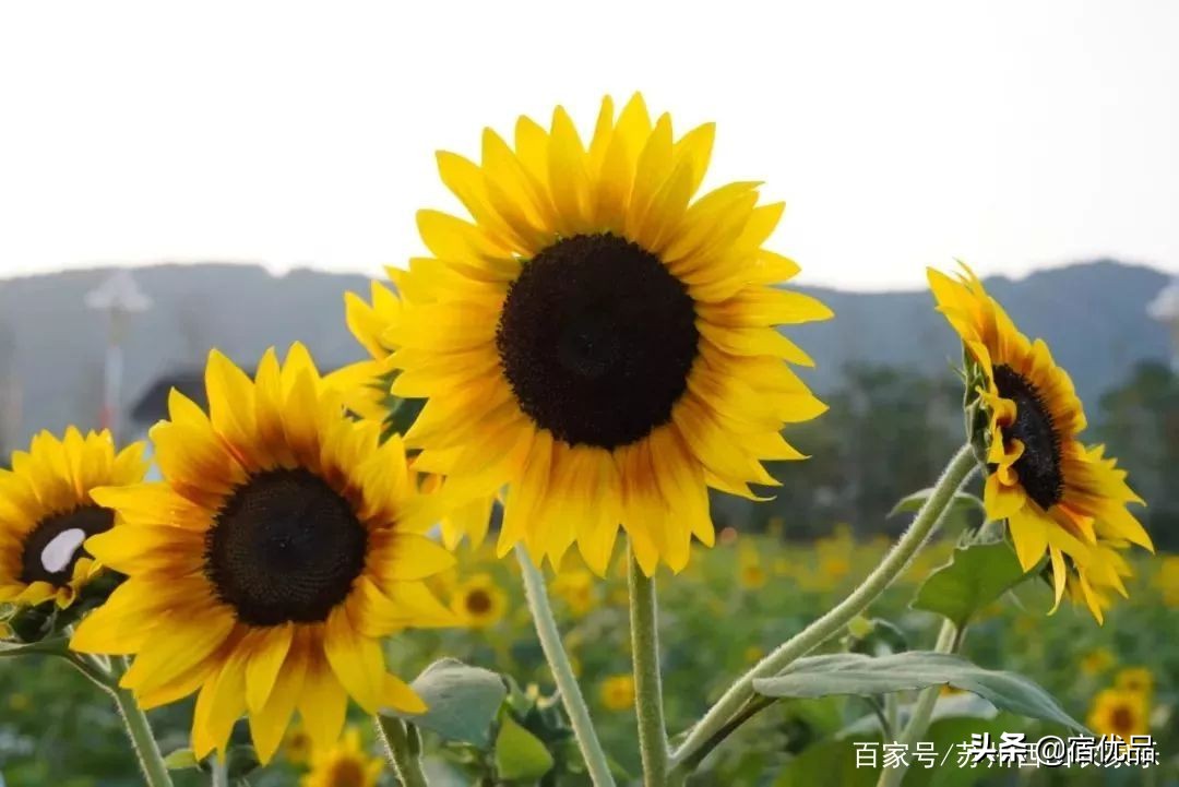 苏州太湖花海主题公园,太湖花海游乐场