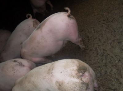 养殖场消灭苍蝇的最好方法,夏天苍蝇多教你一招灭苍蝇