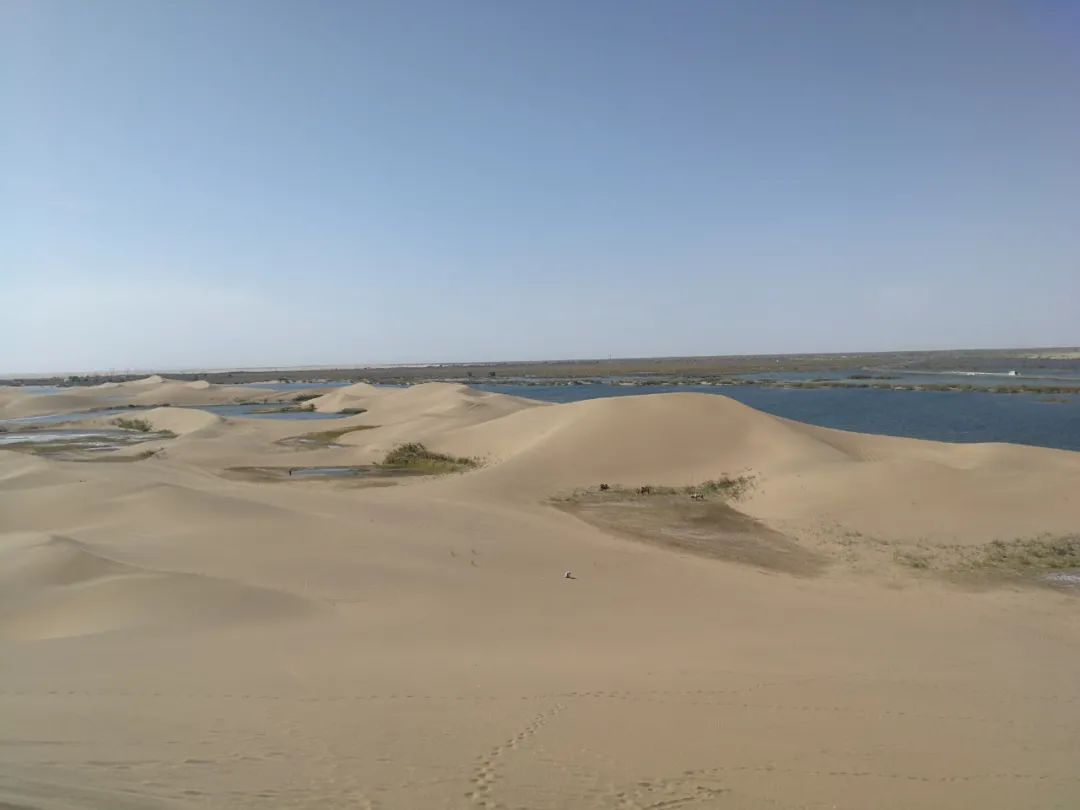 额济纳青年节旅游攻略,额济纳胡杨林旅游攻略