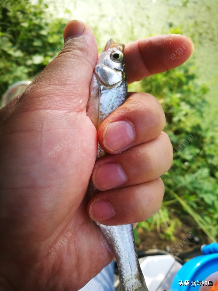 忙里偷闲的出来钓个鱼,忙里偷闲钓鱼