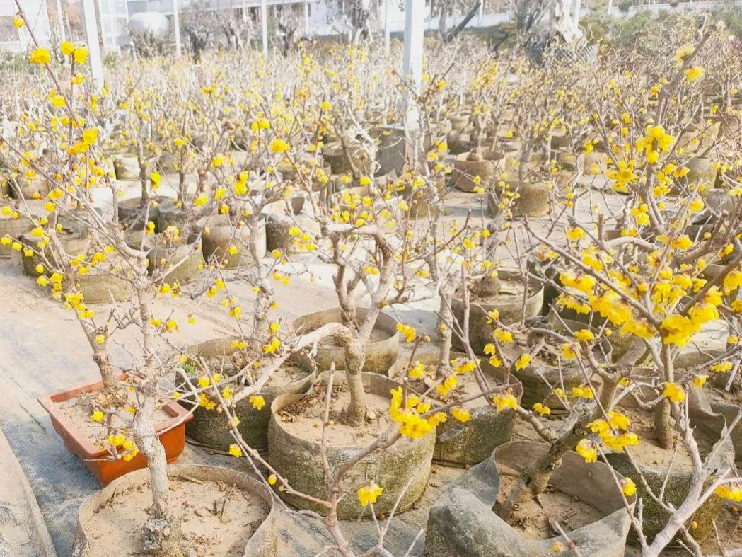 网购的花卉要如何处理呢,网购花卉的详细步骤