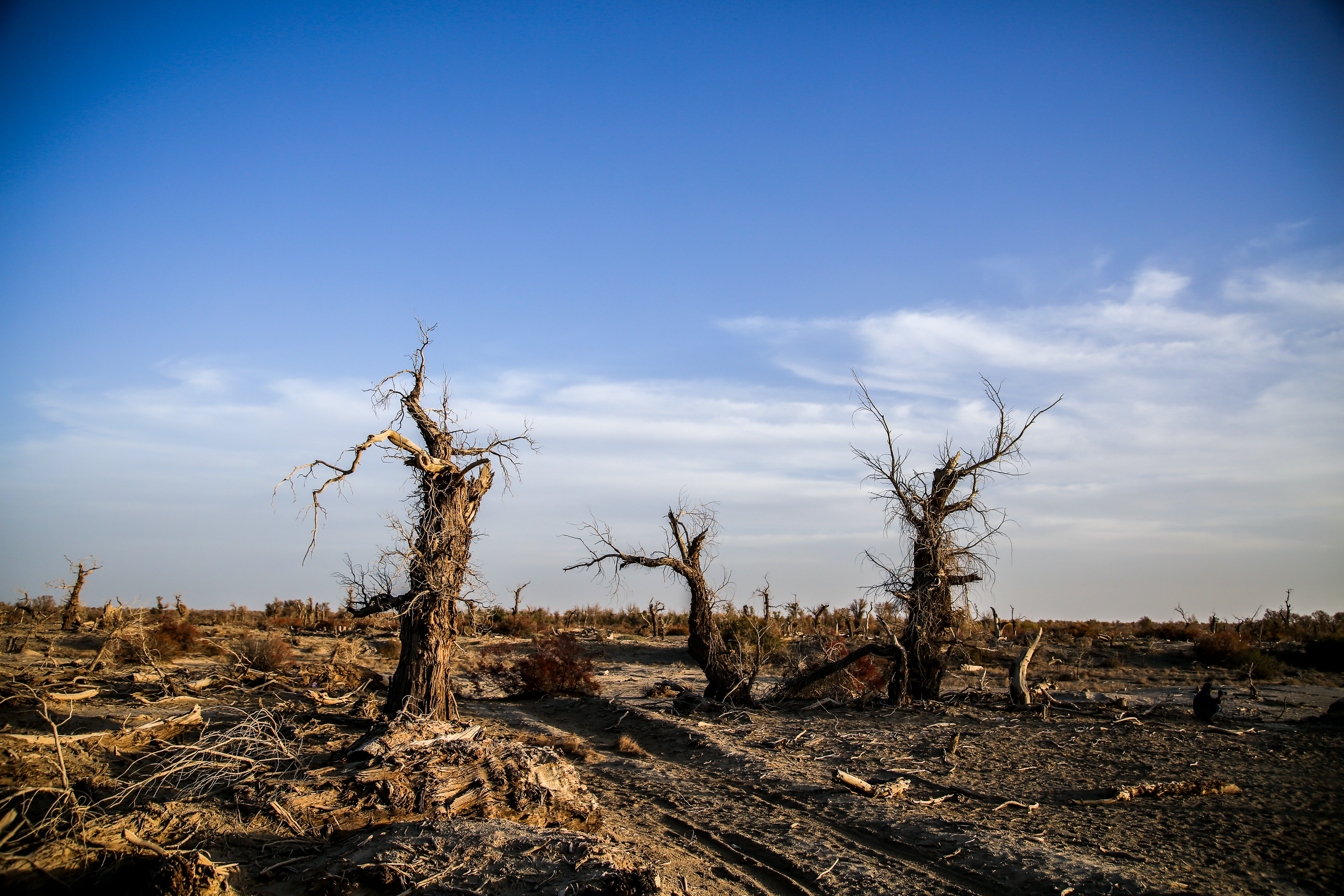 新疆南疆的胡杨,新疆沙雅胡杨林