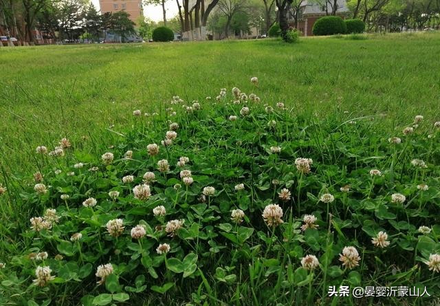 万米金沙滩风景,万米沙滩金沙滩