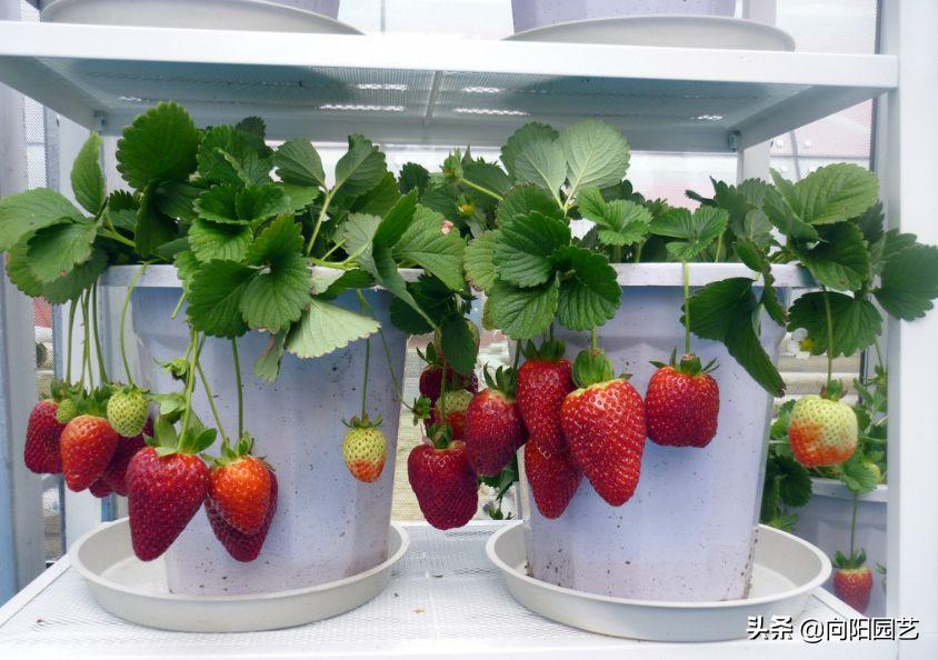 草莓要怎么种才能种出香甜的草莓,怎么种一年四季都有草莓吃