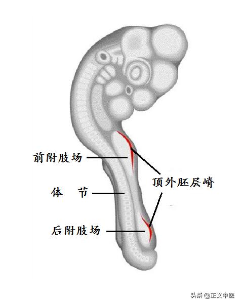 附肢动物,动物附肢的症状