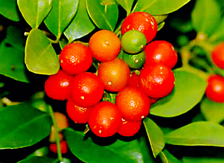 九里香木本,九里香是耐寒花卉吗