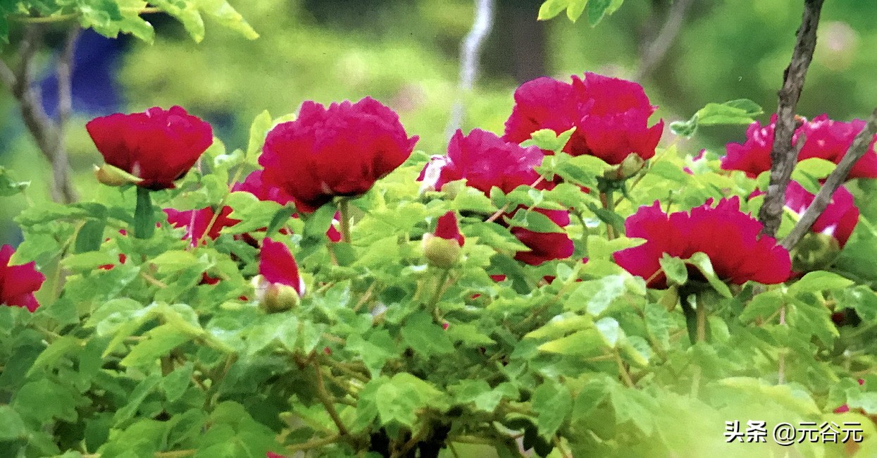 谷雨三朝看牡丹全文,谷雨三朝看牡丹故事