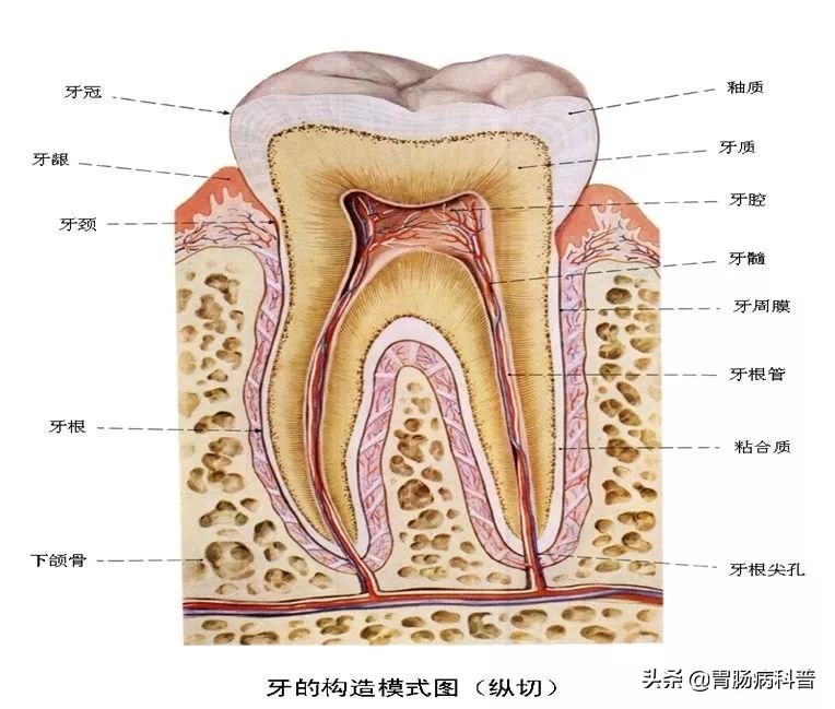 消化系统解剖图视频,消化系统解剖图手绘简单