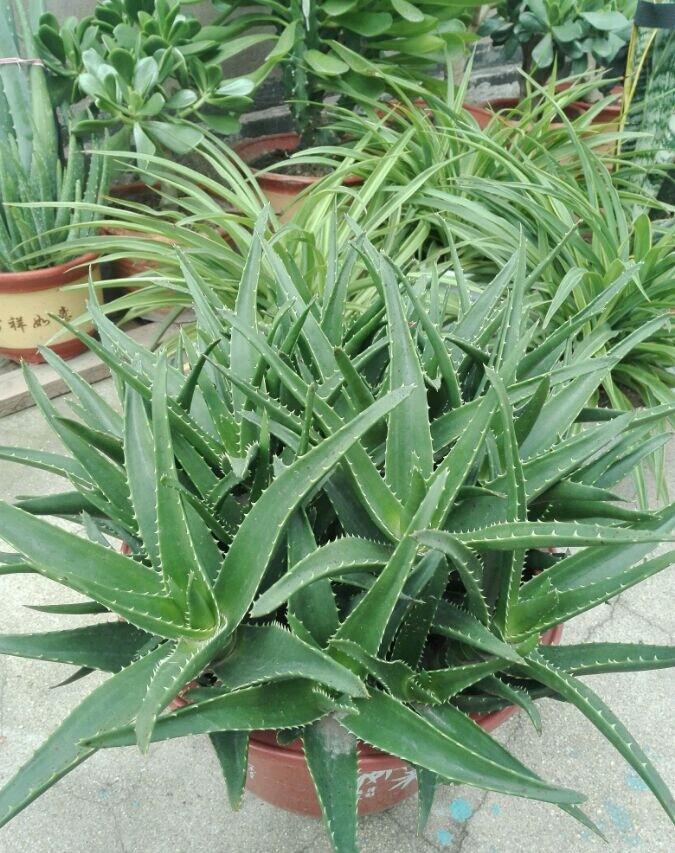 库拉索芦荟叶片长得很长却不肥厚,怎样才使盆栽芦荟叶子长得肥厚