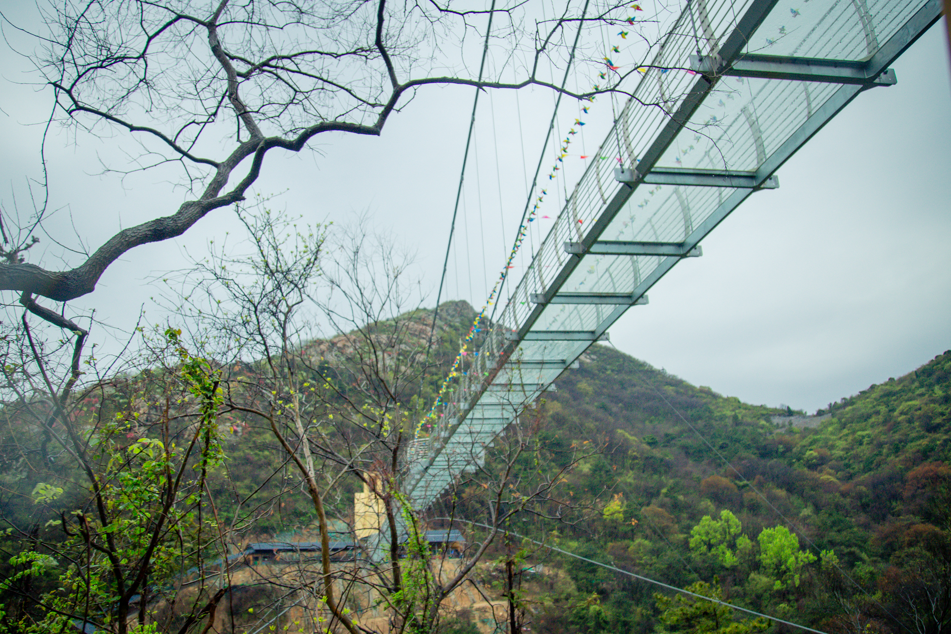 云雾山万亩红杜鹃,云雾山万亩映山红