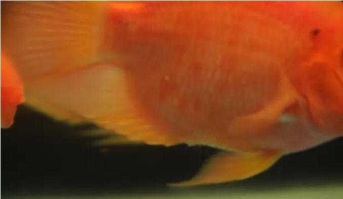 鹦鹉鱼爆鳞是怎么回事,鹦鹉鱼爆卵怎么办