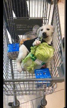 动图车贴搞笑,搞笑gif大哥你的驾驶室真拉风