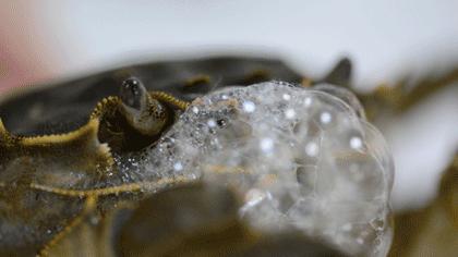 正宗阳澄湖大闸蟹用什么绑的,揭秘阳澄湖大闸蟹不能说的秘密