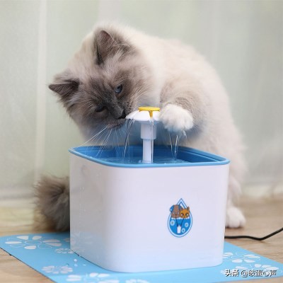 猫咪也有自己的烦恼,猫咪有自发性膀胱炎