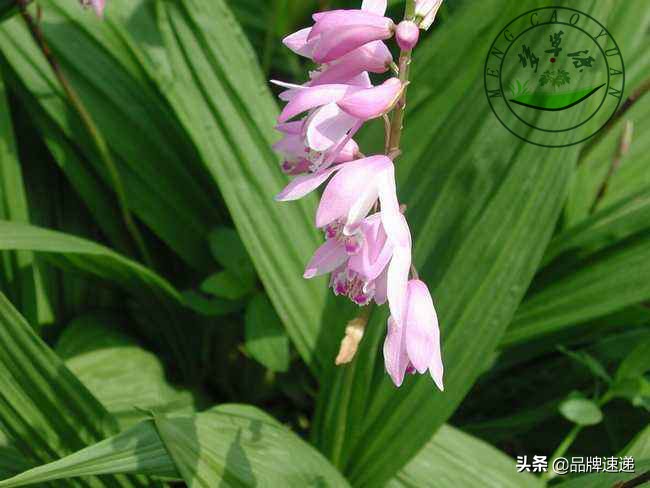 梦草源白芨怎么加盟,梦草源