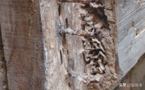 白蚁防治知识大全,海南长时间不住如何防治白蚁