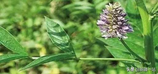 新疆的特殊植物,新疆戈壁上常见的植物