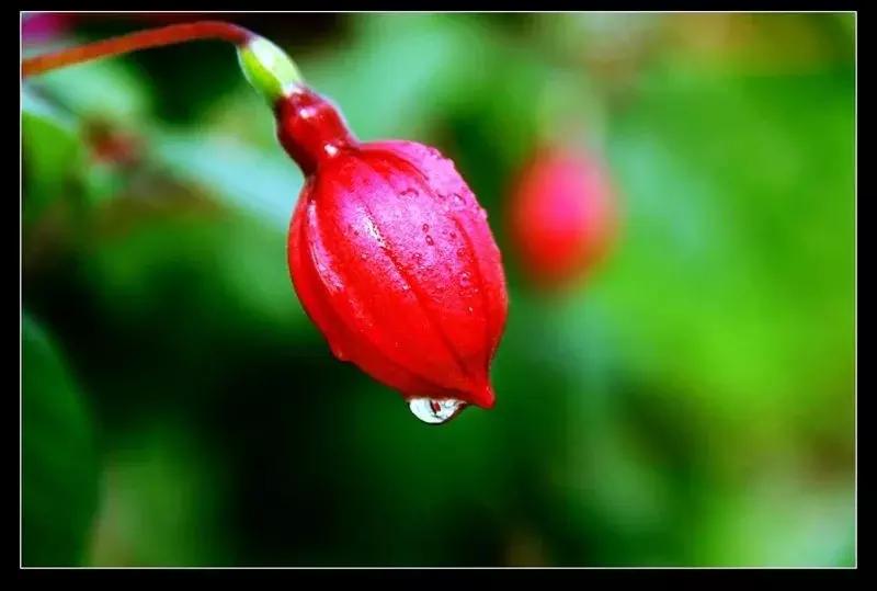 惊艳倒挂金钟,惊艳倒挂金钟图片