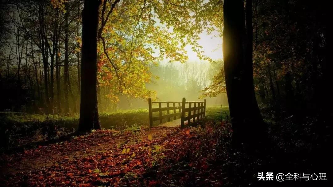 神奇的种子法则全集,神奇的种子的主要内容