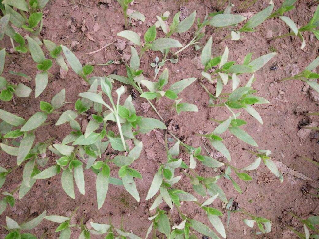 辣椒苗根部长白霉点是什么原因,辣椒茎杆腐烂并长白霉是什么病