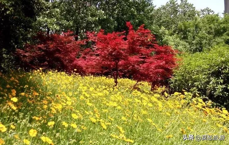 爱喝双拼奶茶的你,知道南京市郊有座免费的“双拼”公园吗?