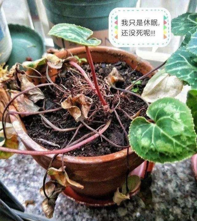 仙客来黄叶怎么补救视频,刚买回来的仙客来叶子发黄怎么办