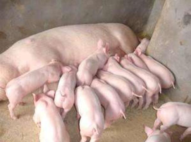 土母猪要配什么种好,土母猪好吗